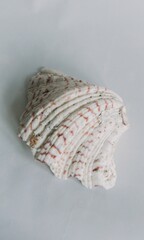 Shell Background Very Cool