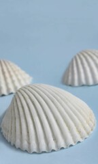 Shell Background Very Cool