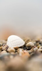 Shell Background Very Cool