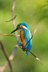 Nahaufnahme eines Eisvogel welcher sich auf einem Ast niedergelassen hat