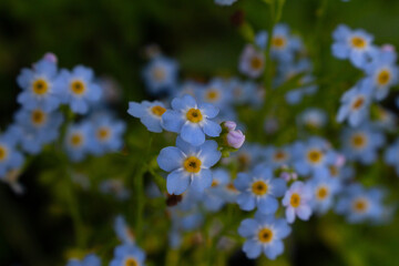 Alpine Forget-me-not