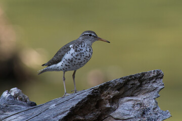 Spotted Bird