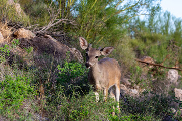 Male Coues whitetail deer, Odocoileus virginianus couesi, a young buck with velvet on his antlers foraging for food in the Sonoran Desert north of Tucson, Arizona, USA.