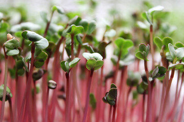 Sprouts of microgreen radish red coral. Selective focus photo of fresh microgreens close up