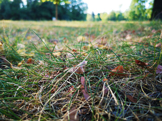 leaves on the forest