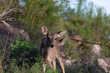 Male Coues whitetail deer, Odocoileus virginianus couesi, a young buck with velvet on his antlers foraging for food in the Sonoran Desert north of Tucson, Arizona, USA.