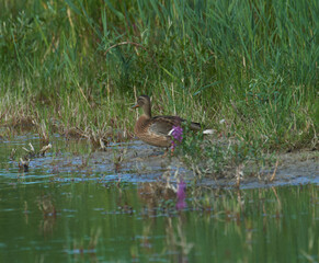 Graugans mit Jungen im Schilf © Andreas