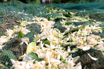 Blossom of the bigaradier flower 