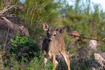 Male Coues whitetail deer, Odocoileus virginianus couesi, a young buck with velvet on his antlers foraging for food in the Sonoran Desert north of Tucson, Arizona, USA.