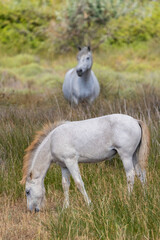 Fototapeta na wymiar White wild horses, Parc Naturel regional de Camargue, Provence, France