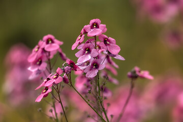Closeup of pink flowers of Diascia personata in a garden in summer