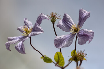 Flowers of clematis 'Prince Charles' in a garden in summer