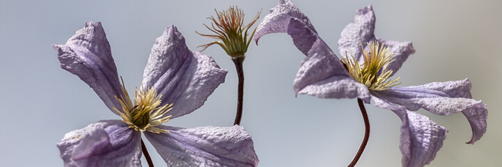 Panorama of flowers of clematis 'Prince Charles' in a garden in summer © Chris Lawrence
