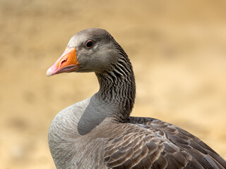 Portrait of Pink-footed goose (Anser brachyrhynchus)