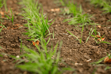 Sprouting of winter crops in the agricultural field in late fall. The technology of cultivation of cereal crops Plant sprouts close-up sharpness in the center.