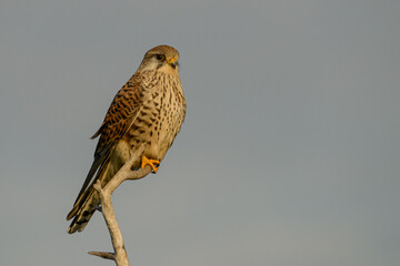Turmfalke auf dem Ast