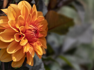 Closeup of a single flower of Dahlia 'David Howard'