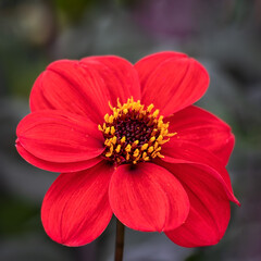 Closeup of a single flower of Dahlia 'Sarah' against a dark background
