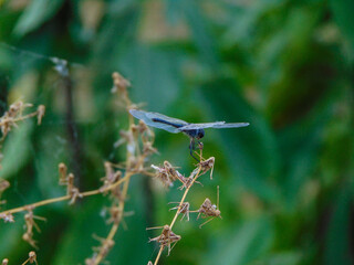 dragonfly on a branch