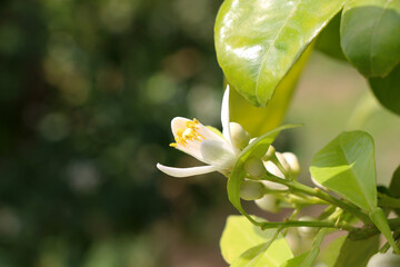 Blossom of the bigaradier flower 