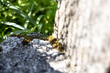 Kleine Eidechse schaut aus dem Versteck