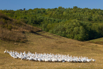 Flock of geese in open air, Hungary
