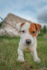 Pedigree Jack Russell Terrier puppy for a walk on the field.