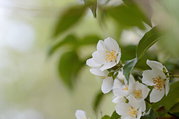 Beautiful mock-orange blooming in the evening light