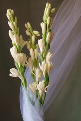 Beautiful flowers - Tuberose or agave amica (Polianthes tuberosa)	