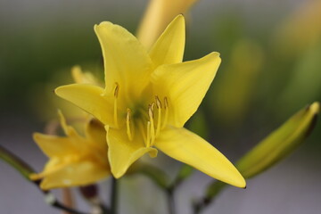 Fototapeta premium Yellow hemerocallis minor dwarf day lily