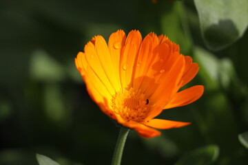 pot marigold calendula