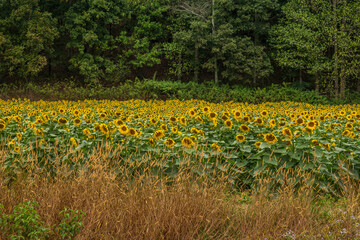 Sunflower field with layers