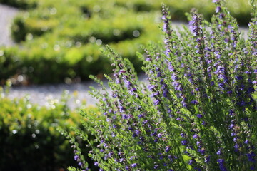 Lavender blossom field violet