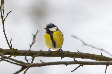 Naklejka premium Great tit near National park Podyji, Southern Moravia, Czech Republic