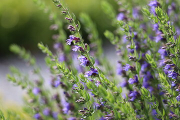 Hyssopus officinalis