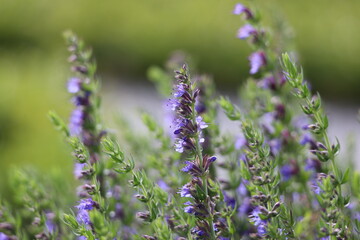 Hyssopus officinalis