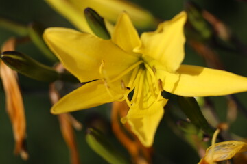 Fototapeta na wymiar Yellow hemerocallis minor dwarf day lily
