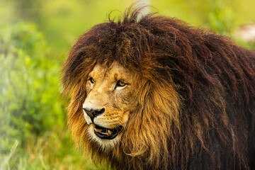 male lion (Panthera leo) very nice close up portrait