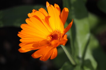 calendula pot marigold
