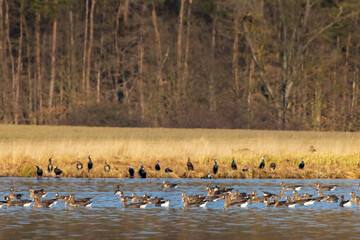 Great Goose, (Anser anser) and Great cormorant (Phalacrocorax carbo), Southern Bohemia, Czech Republic
