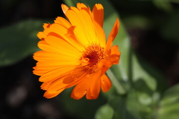 calendula pot marigold