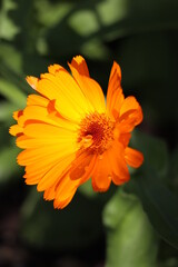 calendula pot marigold