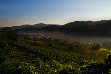 Naklejka premium Weinberge Reben 