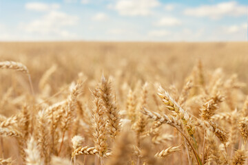 Scenic landscape of ripe golden organic wheat stalk field against blue sky on bright sunny summer day. Cereal crop harvest growth background. Agricultural agribuisness business concept