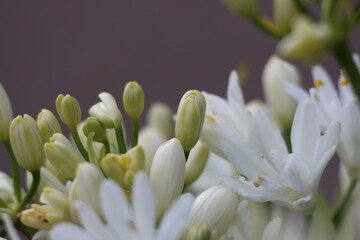 Mini white lily flowers background