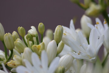 Mini white lily flowers background