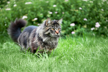 Playing Maine coon cat, copy space