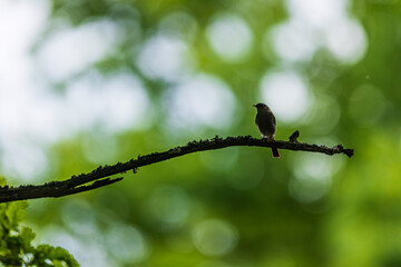 black redstart (Phoenicurus ochruros) it's on a branch in the opposite light