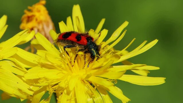 Black and red bee hive beetle on a yellow flower, also called Trichodes alvearius or Zottige Bienenkaefer