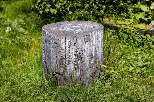 A tree stump stands in the garden against a background of green plants